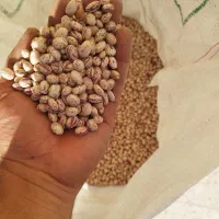 لوبیا چیتی سرحد درجه یک|خوردنی و آشامیدنی|مرودشت, رودبال|دیوار