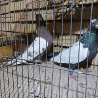 انواع کبوتر نقش و پرشی