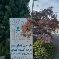 گل و گیاه افرا