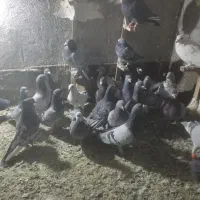 سی تا کبوتر پلاکی|پرنده|طرقبه, |دیوار