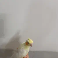 عروس هلندی زعفرونی|پرنده|یزد, |دیوار