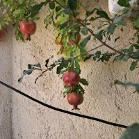 خونه ویلای روستایی|فروش خانه و ویلا|سلفچگان, |دیوار