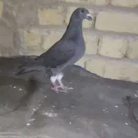 جوجه ۱پره سینه سفید ارسال دارم به همه شهر ها
