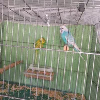 مرغ عشق رنگ خاص