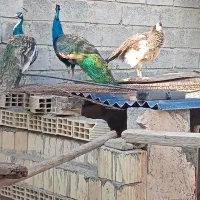 مرغ بهشتی طاوس|پرنده|میناب, |دیوار