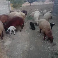 میش بره یا گوسفند|حیوانات مزرعه|شاهیوند, |دیوار