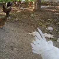 فروش 5عدد مرغ تخم گذار.یک عدد خروس.سه عدد بغلمون|حیوانات مزرعه|اشترینان, |دیوار