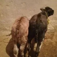 دو عدد گوساله جنس نر|حیوانات مزرعه|کوهدشت, |دیوار