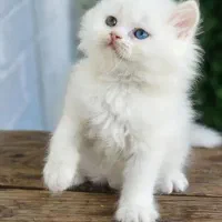 مجموعه گربه های با اصالت و‌ ناز