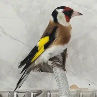 سهره ماده گاوی عتیقه|پرنده|اردبیل, |دیوار