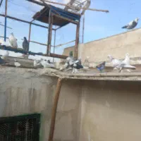 کفتر پرشی عالی|پرنده|کاشان, لتحر|دیوار