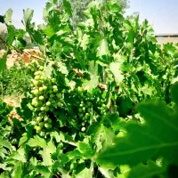 غوره عسگری کیلو ۷۵