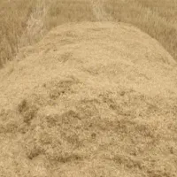 فروش کاه چتنی شده و فله ای