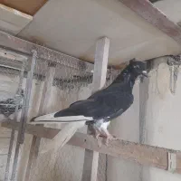 کبوتر دم سفید|حیوانات|تاکستان, |دیوار