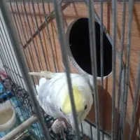 عروس هلندی با جوجه