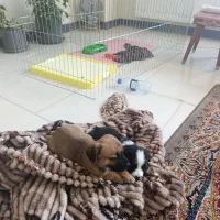 واگذاری هاپو جفتی۵ت|سگ|پردیس, فاز ۸|دیوار