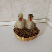 مجسمه/دکور|مجسمه، تندیس، ماکت|تبریز, |دیوار