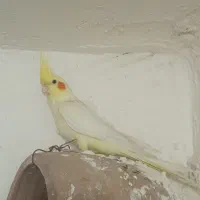 عروس لوتینو دستی ماده معاوضه با مرغ عشق،فنچ،کوتوله|پرنده|مشهد, شهرک مهر آباد|دیوار