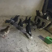 تعدادی کبوتر رنگی درجه یک