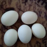 تخم مرغ دورگه لاری نطفه دار