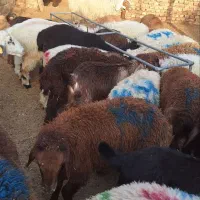 بره نر افشاری و دورگ