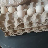 تخم نطفه دار