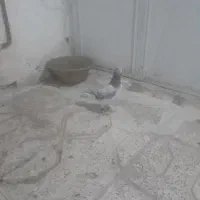 سار ماده لک دار