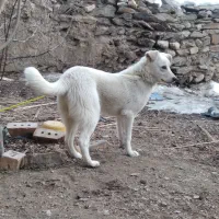 توله سگ|سگ|خوانسار, |دیوار