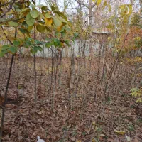 فروش نهال گردوی زود بار ده|خدمات باغبانی و درختکاری|مرند, |دیوار