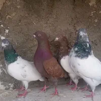 کفترکله‌دار‌پرشی