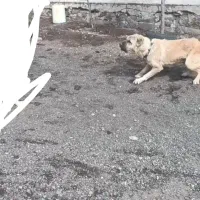 واگذاری سگ‌ سرابی