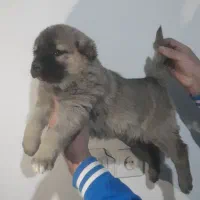 یه جفت توله سرابی نرو ماده|سگ|تهران, امام زاده عبدالله|دیوار