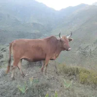 فروش گاو