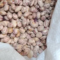 فروش لوبیا چیتی