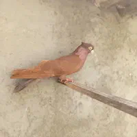 کبوتر گرفتنی