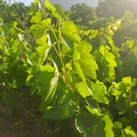 باغ حصار کشیده فروشی|فروش دفتر صنعتی، کشاورزی، تجاری|بروجن, |دیوار