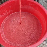 آبگیری گوجه به همراه گوجه فرنگی زنجان مخصوص رب|خوردنی و آشامیدنی|محمدشهر, عباس آباد|دیوار