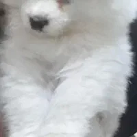 واگذاری سامویید