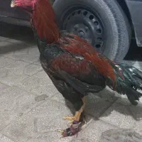 خروس لاری|حیوانات مزرعه|شیراز, کوشک میدان|دیوار