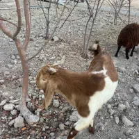 بزغاله پاکستانی|حیوانات مزرعه|شهریار, اصیل آباد|دیوار