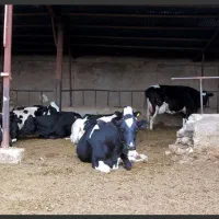 کارگر گاوداری در چوار