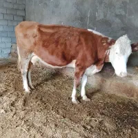 گاو