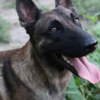 مالینویز|سگ|رشت, گلسار|دیوار