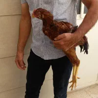 فروش  جوجه لاری