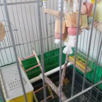 مرغ عشق|پرنده|فردیس, شهرک ۱۱۰|دیوار