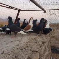 پلنگ نر سوارخ|پرنده|زرند, |دیوار