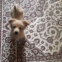 شیتزو و پامر