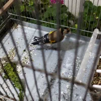 سهره نر|پرنده|قزوین, |دیوار