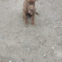 توله پیتبول گم شده|سگ|مشگین شهر, |دیوار