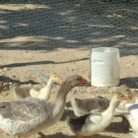 فروش ۳ عدد جوجه غاز یک‌ ماهه درشت